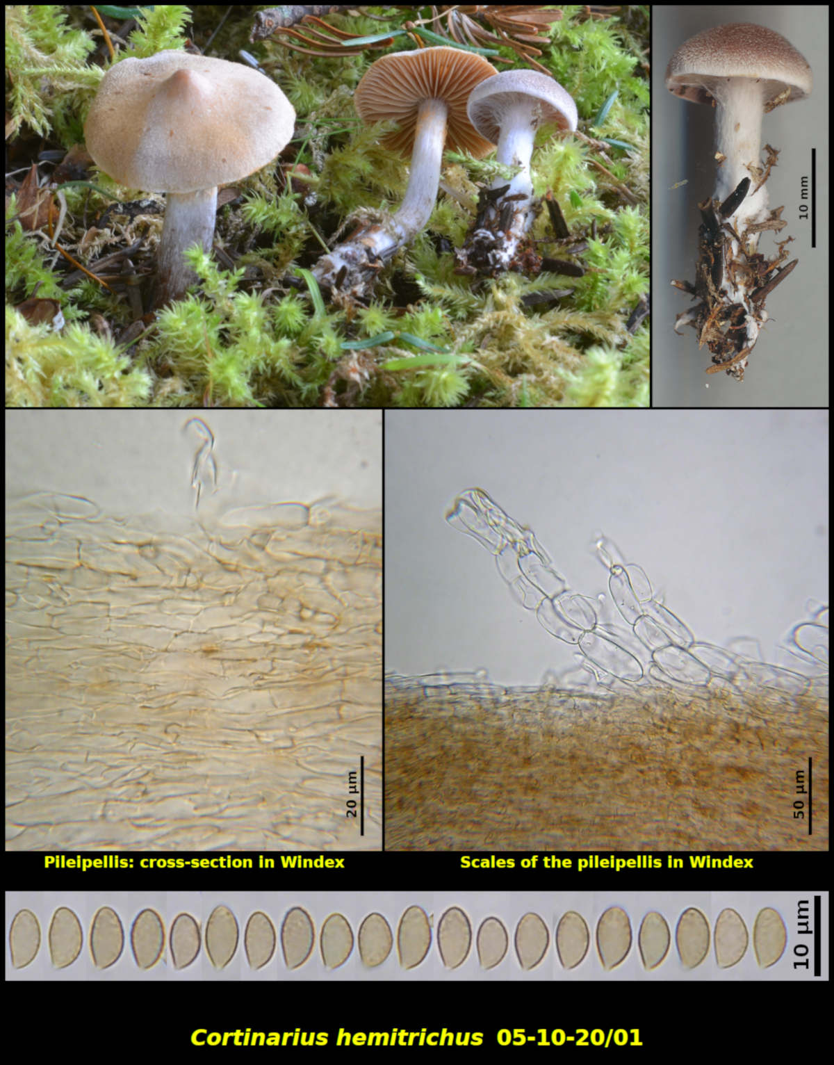 Picture of <i>Cortinarius hemitrichus</i> 05-10-20/01